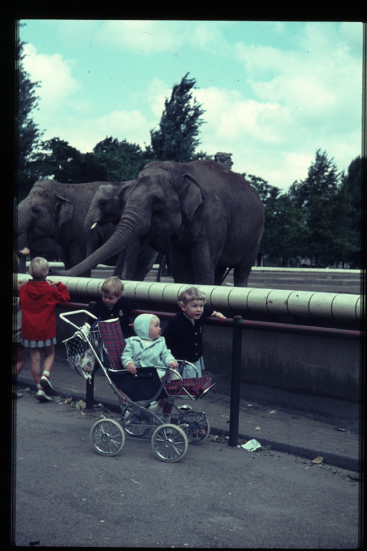34.Blijdorp aug 1966 Brigitte,Marion,Peter.JPG